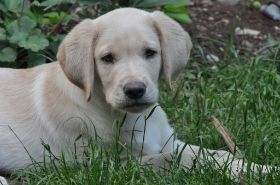 shamira und wuff 170612 (17).JPG
